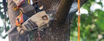 Professional Tree Removal Services in Waskom, TX