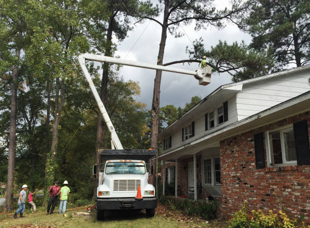 How Our Tree Care Process Works  in  Waskom, TX